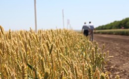 Quelle est la nature du blé, comment est-il déterminé et qu'est-ce que cela affecte ?