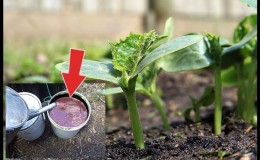 Folk remedies for a better harvest of cucumbers: recipes for fertilizing for open ground