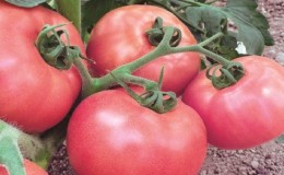 Cara menanam tomato Pink Unicum yang harum dan lazat: panduan untuk bertindak untuk pemula dan tukang kebun yang berpengalaman