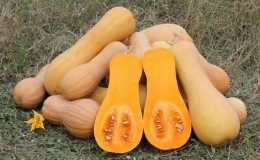 Variedad de calabaza con nuez moscada fragante Zhemchuzhina: por qué es buena y por qué vale la pena cultivarla en su propiedad