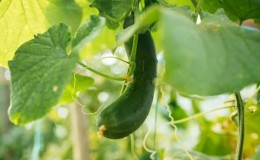 What to do if cucumbers grow with a hook: what is missing and how to correct the situation