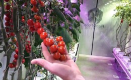 Panduan langkah demi langkah untuk menanam tomato ceri: ikut peraturan dan dapatkan hasil tuaian yang hebat