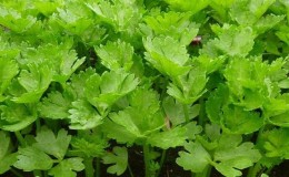 How to grow and where to use leaf celery