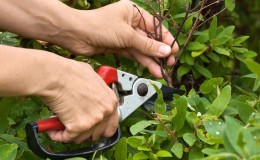 Πότε και πώς να κλαδέψετε το μελισσόχορτο το φθινόπωρο για καλή σοδειά