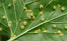 How to deal with rust on currants and prevent its occurrence