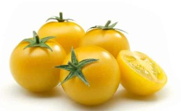 Ciri-ciri penjagaan tomato berbuah kuning