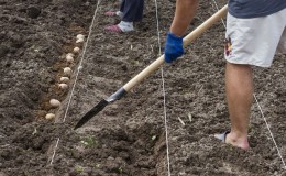 Qual é a distância entre as linhas ao plantar batatas?