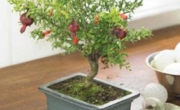 Paano palaguin ang panloob na pomegranate Bonsai