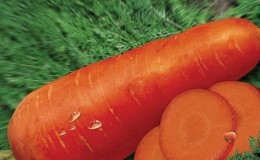 Mid-season carrot variety na may mataas na ani: Moscow Winter A 515