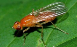 Why are carrot flies dangerous and how to effectively deal with them?