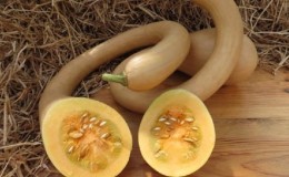 Una variedad deliciosa y extremadamente inusual de trombón de calabaza con nuez moscada: cómo cultivar y dónde utilizar el cultivo.