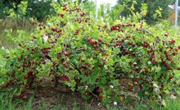 Keserasian gooseberry dengan currant dan tanaman lain di taman