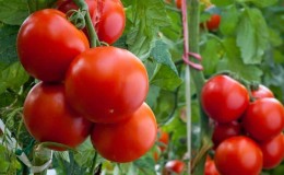 Tomato masak awal universal Volgograd: apa yang baik dan mengapa ia bernilai menanamnya di plot anda