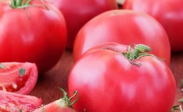 Ikke lunefull å ta vare på, men samtidig rik på utbytte, Nice-tomaten: bilder, anmeldelser og voksende hemmeligheter