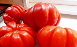 Adakah patut mencuba menanam tomato Puzata Khata dan bagaimana ia boleh menarik minat petani pemula dan berpengalaman