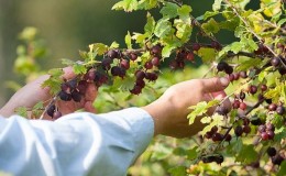 Rules for caring for gooseberries after harvest in July and August