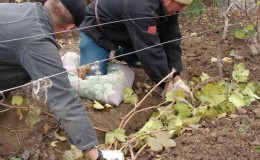 Cómo y cuándo abrir las uvas después de la invernada.