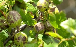 Bagaimana dan dengan apa untuk merawat gooseberry untuk kudis: kaedah yang paling berkesan untuk memerangi penyakit ini