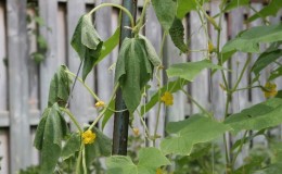 O que fazer e o que fazer se as folhas do pepino murcharem na estufa: receitas para processamento