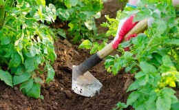 The best ways to weed potatoes