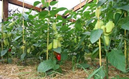 Wie und was man Paprika im Gewächshaus im August füttert: die besten Düngemittel und Empfehlungen für deren Anwendung