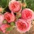 The best winter-hardy varieties of roses that bloom all summer and features of their cultivation