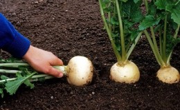 A Beginner's Farmer's Guide: When to Dig Turnips and How to Store Them Properly