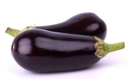 Heat-loving eggplant hybrid Valentina f1 from Dutch breeders