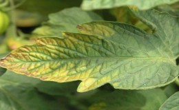 Why do light spots appear on tomato leaves: determine the cause and save your harvest