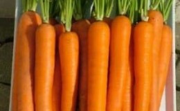 Disease-resistant, high-yielding carrot hybrid Laguna F1