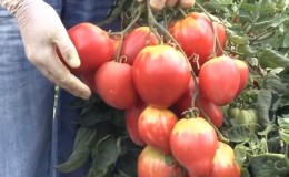 Varieti baharu yang sudah menjadi kegemaran petani ialah tomato Gula Nastasya.