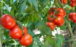 Varieti yang tumbuh rendah untuk penduduk musim panas yang baru - Tomato kerdil Mongolia: penerangan tentang varieti dan ulasan penanamannya