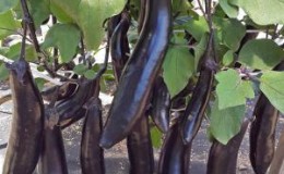 Easy-to-care and amazing-tasting eggplant King of the Market