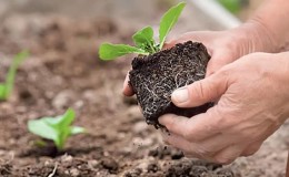 Hvad er den bedste måde at plante blomkål på: frøplante- og ikke-kimplantemetoder