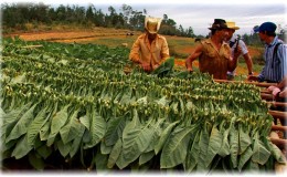 Qu'est-ce que le tabac, son origine, sa culture et son usage