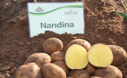 Variedade de batata Nandina de maturação precoce com boa qualidade de conservação