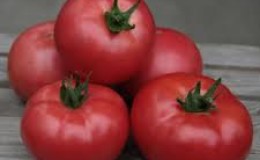 Top 15 des variétés de tomates les plus sucrées pour serres : revue des meilleures et aide au choix du bon type