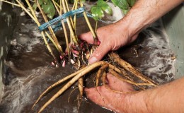 Transplantando peônias para outro lugar no outono