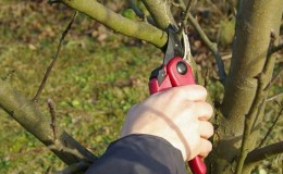 Instructions pas à pas pour la taille des pommiers au printemps pour les jardiniers débutants