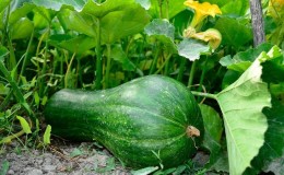 Le varietà più popolari di zucca verde e caratteristiche della loro coltivazione