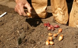 Die wichtigsten Geheimnisse beim Pflanzen von Steckzwiebeln vor dem Winter: Wie und wann man richtig pflanzt