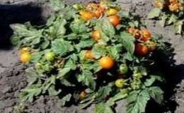 How to grow Klusha tomatoes