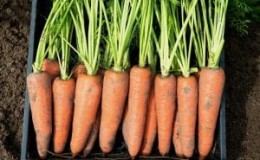 Carrot hybrid para sa pangmatagalang imbakan Canada f1