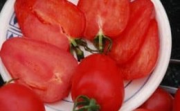 Varieti tomato Pokok Strawberi - Rintangan penyakit Siberia dan hasil yang tinggi