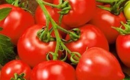 Adakah tomato My Love sesuai dengan namanya: kebaikan dan keburukan hibrid