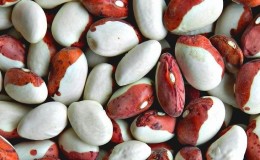 Why you should grow Red Riding Hood beans on your property - description of the variety and its advantages