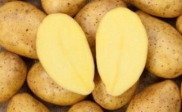 Variedade de batata despretensiosa e altamente produtiva El Mundo