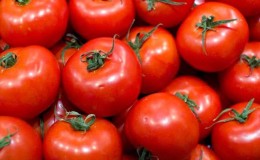 Which low-growing tomato varieties are the most productive?