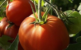 Varieti tomato yang pasti tidak akan mengecewakan anda ialah tomato Monomakh Hat.