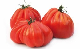 Le préféré des agriculteurs parmi les tomates : la tomate Bull's Heart, caractéristiques et description de la variété